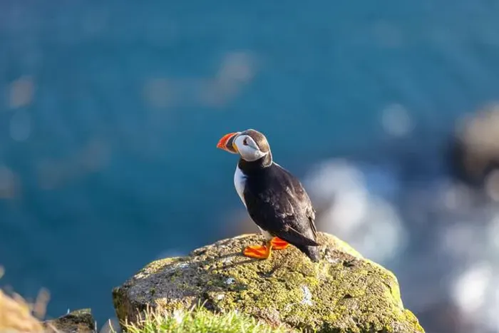 Framed Print : Atlantic puffin in Western Iceland
