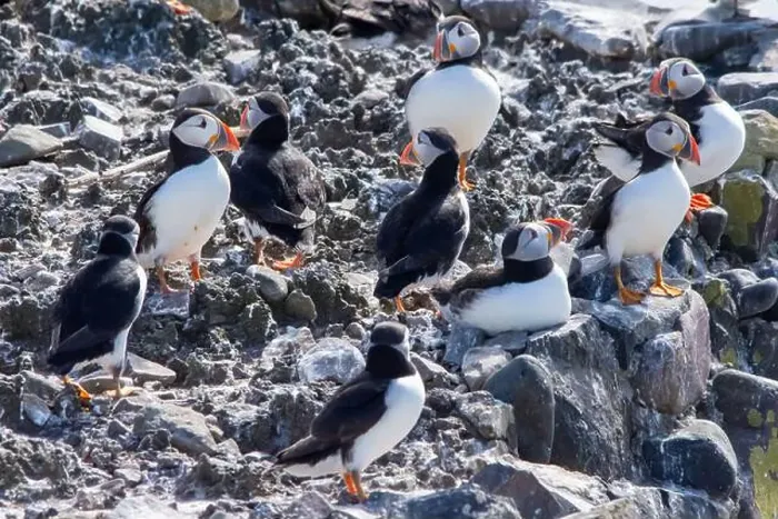 Framed Print : Atlantic Puffins (Fratercula arctica) on The Farne Islands in Northumberland, UK