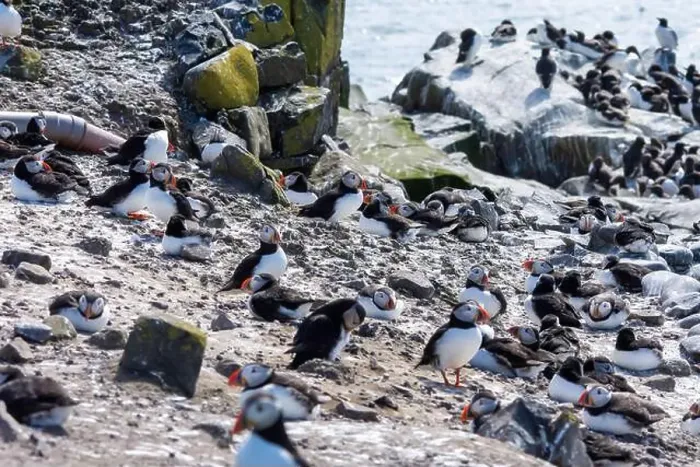 Framed Print : Atlantic Puffins (Fratercula arctica) on The Farne Islands in Northumberland, UK