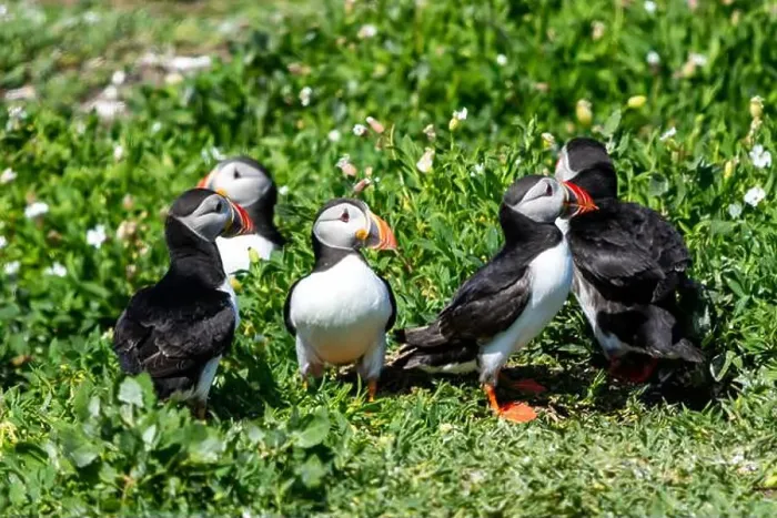 Framed Print : Atlantic Puffins (Fratercula arctica) on The Farne Islands in Northumberland, UK