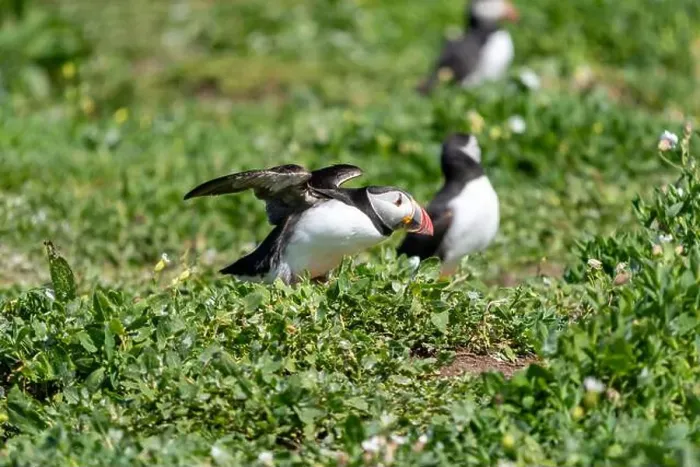 Framed Print : Atlantic Puffins (Fratercula arctica) on The Farne Islands in Northumberland, UK