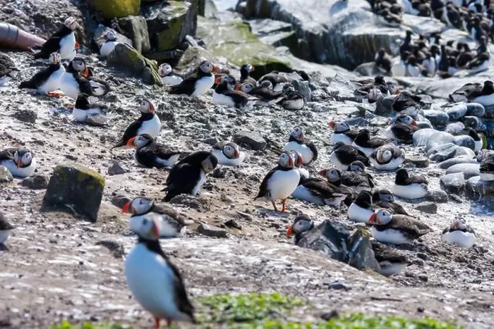Framed Print : Atlantic Puffins (Fratercula arctica) on The Farne Islands in Northumberland, UK