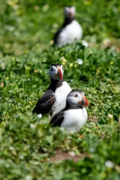 Framed Print : Atlantic Puffins (Fratercula arctica) on The Farne Islands in Northumberland, UK