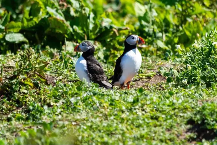 Framed Print : Atlantic Puffins (Fratercula arctica) on The Farne Islands in Northumberland, UK
