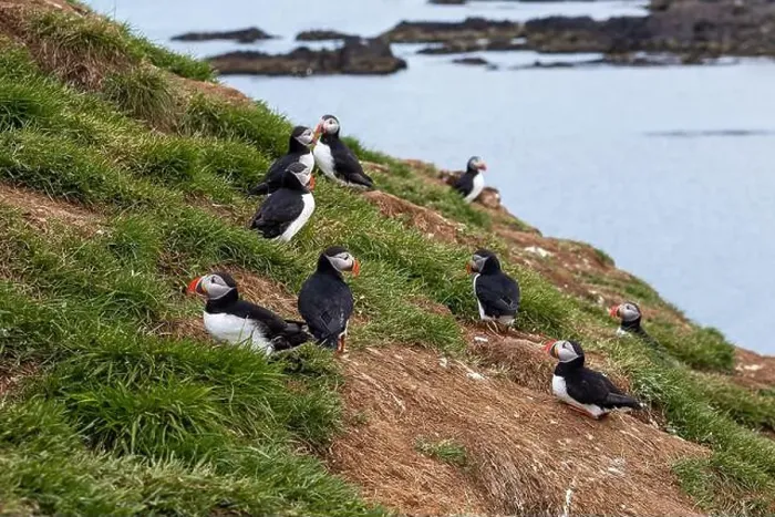 Framed Print : Atlantic puffins resting on a grassy cliff overlooking the ocean in Iceland Framed Print : Atlantic puffins resting on a grassy cliff overlooking the ocean in Iceland