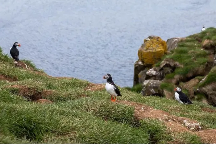 Framed Print : Atlantic puffins resting on a grassy cliff overlooking the ocean in Iceland Framed Print : Atlantic puffins resting on a grassy cliff overlooking the ocean in Iceland