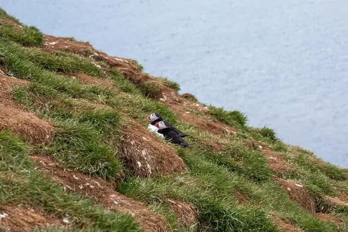 Framed Print : Atlantic puffins resting on a grassy cliff overlooking the ocean in Iceland Framed Print : Atlantic puffins resting on a grassy cliff overlooking the ocean in Iceland