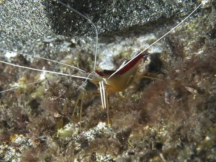 Framed Print : Atlantic white-banded cleaner shrimp (Lysmata grabhami) at night Framed Print : Atlantic white-banded cleaner shrimp (Lysmata grabhami) at night