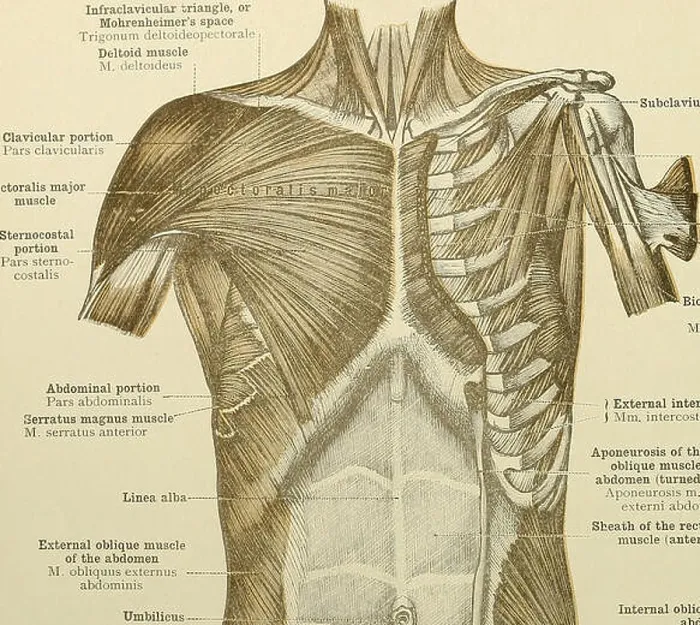 Framed Print : An atlas of human anatomy for students and physicians Framed Print : An atlas of human anatomy for students and physicians