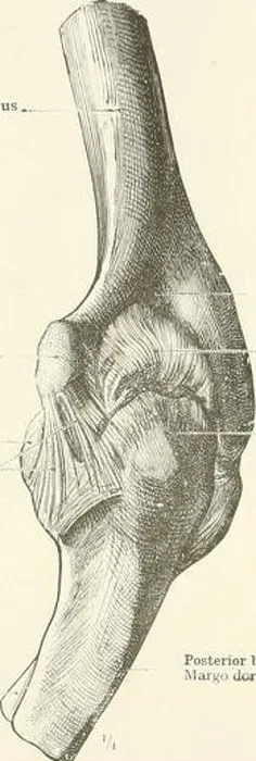 Framed Print : An atlas of human anatomy for students and physicians Framed Print : An atlas of human anatomy for students and physicians