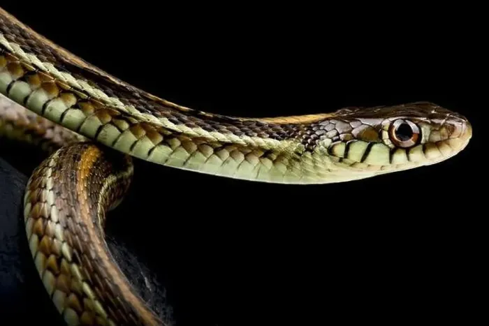 Framed Print : The Atotonilco Garter Snake (Thamnophis eques diluvialis) is endemic to Lake Chapala in Mexico Framed Print : The Atotonilco Garter Snake (Thamnophis eques diluvialis) is endemic to Lake Chapala in Mexico
