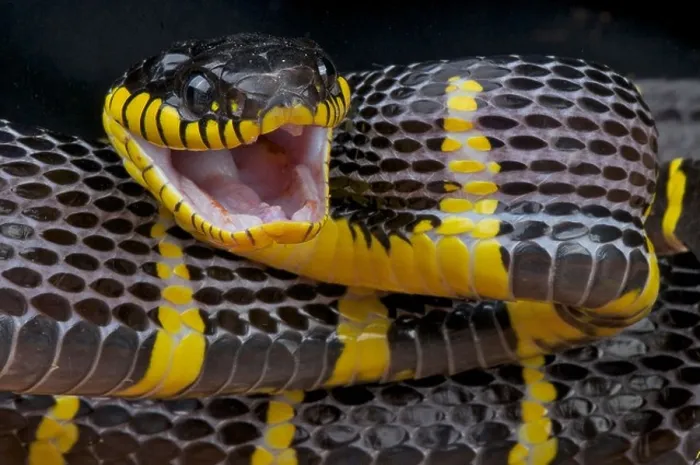 Framed Print : Attacking mangrove snake / Boiga dendrophila Framed Print : Attacking mangrove snake / Boiga dendrophila