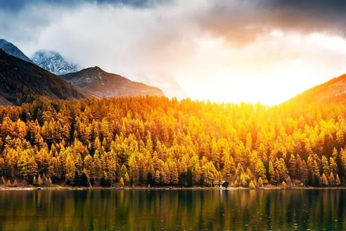 Framed Print : Atumn lake Sils (Silsersee) in Swiss Alps mountains. Colorful forest with orange larch. Switzerland, Maloja region, Upper Engadine Framed Print : Atumn lake Sils (Silsersee) in Swiss Alps mountains. Colorful forest with orange larch. Switzerland, Maloja region, Upper Engadine