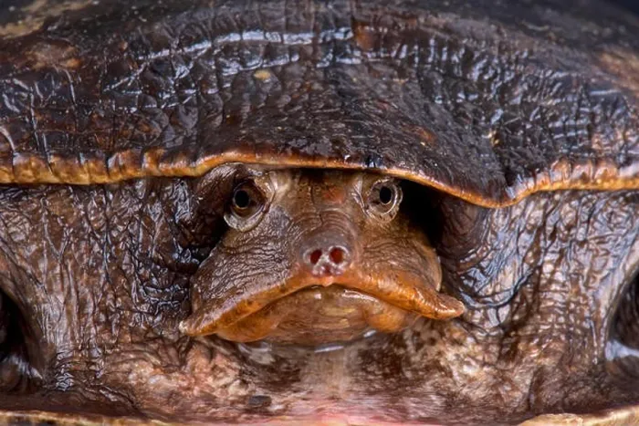Framed Print : Aubry's flapshell turtle (Cycloderma aubryi) Framed Print : Aubry's flapshell turtle (Cycloderma aubryi)