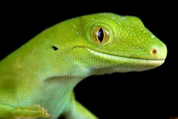 Framed Print : The Auckland green gecko (Naultinus elegans) Framed Print : The Auckland green gecko (Naultinus elegans)