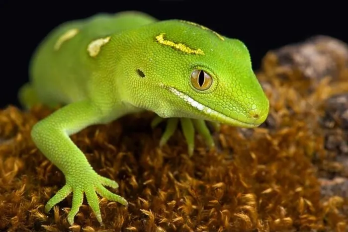 Framed Print : The Auckland green gecko (Naultinus elegans) Framed Print : The Auckland green gecko (Naultinus elegans)