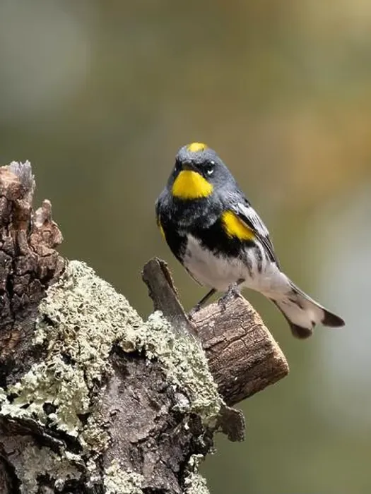 Framed Print : Audubon Yellow-rumped Warbler Male in Breeding Color Framed Print : Audubon Yellow-rumped Warbler Male in Breeding Color