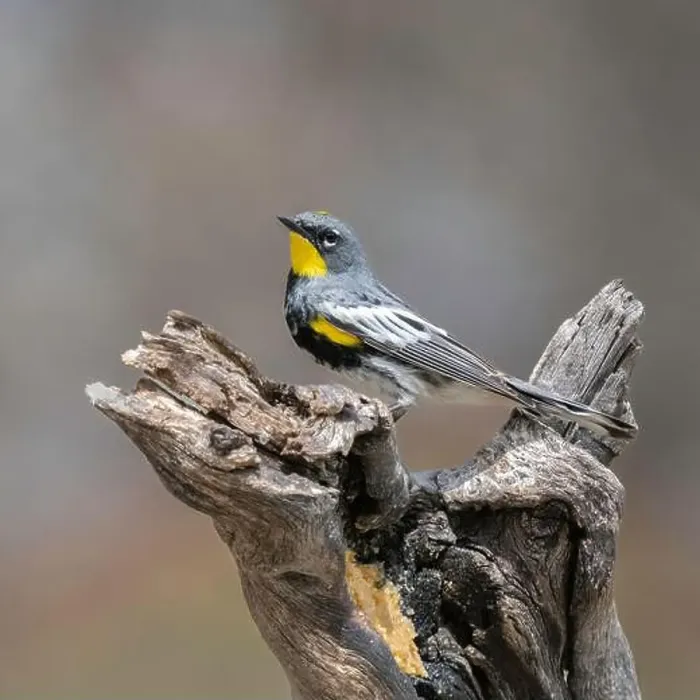 Framed Print : Audubon Yellow-rumped Warbler Male in Breeding Color Framed Print : Audubon Yellow-rumped Warbler Male in Breeding Color