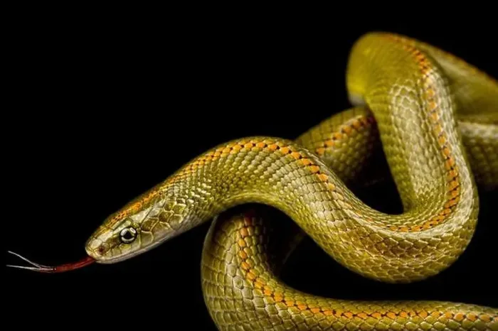 Framed Print : Aurora House Snake (Lamprophis aurora)