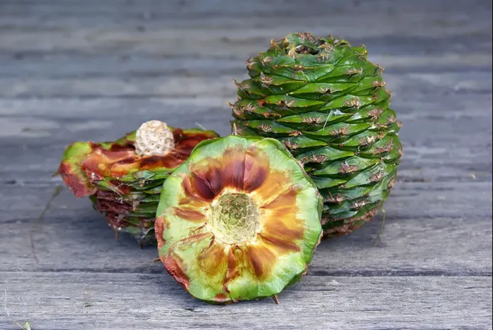 Framed Print : australian bush tucker bunya nut Araucaria bidwillii one chopped showing inside and one whole Framed Print : australian bush tucker bunya nut Araucaria bidwillii one chopped showing inside and one whole