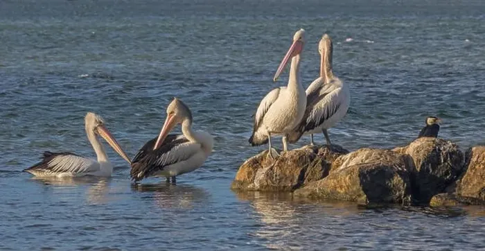 Framed Print : Australian Pelicans (Pelecanus conspicillatus), in the lagoon of the Blackwood River, Augusta, Western Australia Framed Print : Australian Pelicans (Pelecanus conspicillatus), in the lagoon of the Blackwood River, Augusta, Western Australia
