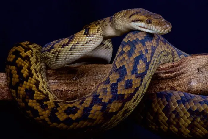Framed Print : Australian scrub python / Morelia kinghorni Framed Print : Australian scrub python / Morelia kinghorni
