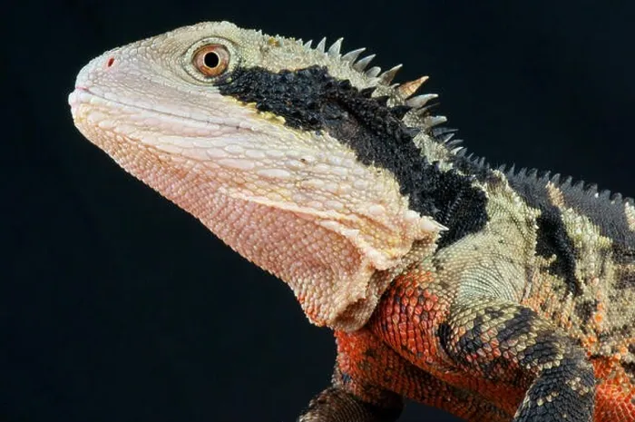 Framed Print : Australian water dragon  /  Physignatus lesueuri