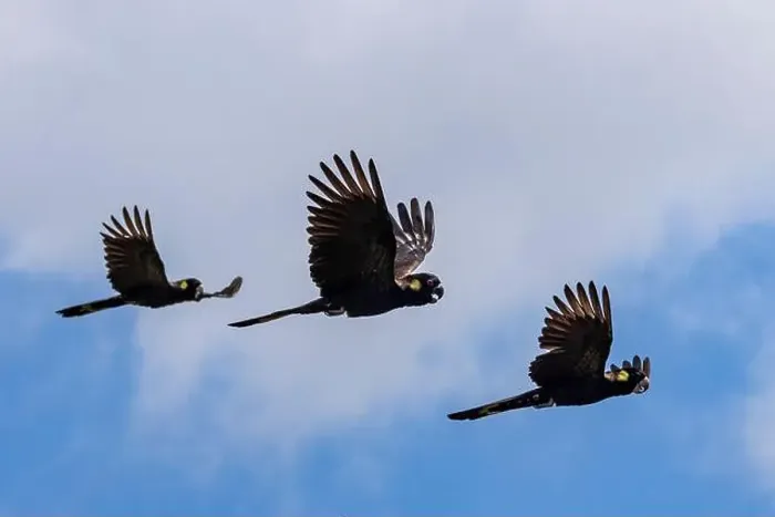 Framed Print : Australian Yellow-tailed Black Cockatoo's in flight Framed Print : Australian Yellow-tailed Black Cockatoo's in flight