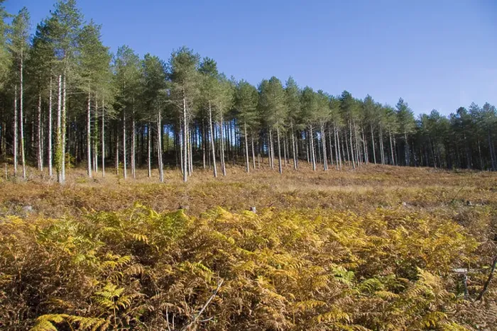 Framed Print : Autumn autumnal bracken Britain British commercial conifer coniferous Dorset Egdon Heath England English Europe European Framed Print : Autumn autumnal bracken Britain British commercial conifer coniferous Dorset Egdon Heath England English Europe European