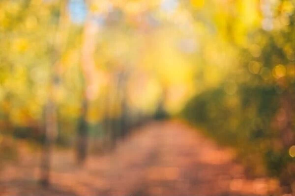Autumn background blurred orange. Bokeh autumn park background, dream peaceful bokeh autumn colors