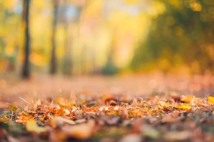 Framed Print : Autumn background blurred orange. Bokeh autumn park background, dream peaceful bokeh autumn colors
