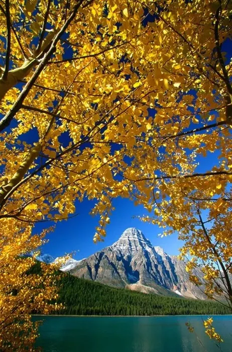 Framed Print : Autumn Colors with Mount Chephren at Waterfowl Lake Banff National Park Alberta Canada Framed Print : Autumn Colors with Mount Chephren at Waterfowl Lake Banff National Park Alberta Canada