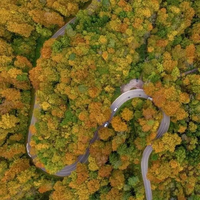 Framed Print : Autumn from above with a droneshot of a double curve in a colorful forest and driving cars Framed Print : Autumn from above with a droneshot of a double curve in a colorful forest and driving cars