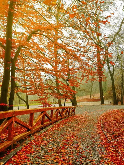 Framed Print : Autumn. Fall scene. Beautiful Autumnal park. Beauty nature scene. Autumn Trees and Leaves, in Sunlight