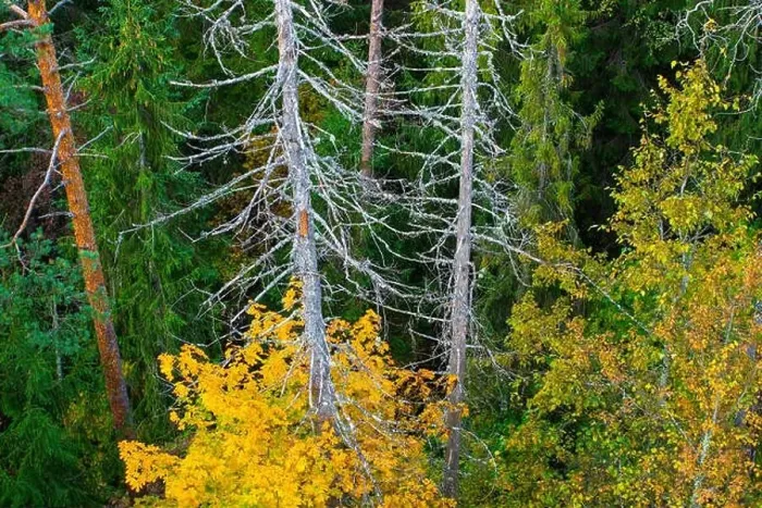 Framed Print : Autumn forest. Dead tree. View from above Framed Print : Autumn forest. Dead tree. View from above