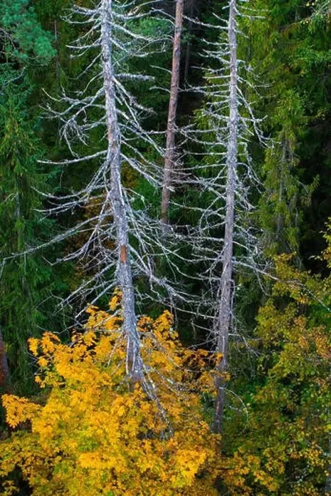 Framed Print : Autumn forest. Dead tree. View from above Framed Print : Autumn forest. Dead tree. View from above