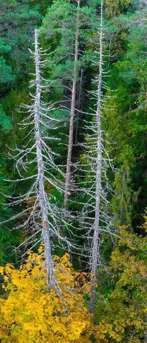 Framed Print : Autumn forest. Dead tree. View from above Framed Print : Autumn forest. Dead tree. View from above