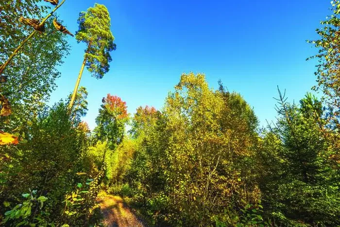 Framed Print : Autumn forest landscape with tall trees and golden foliage under clear blue sky. Sweden Framed Print : Autumn forest landscape with tall trees and golden foliage under clear blue sky. Sweden