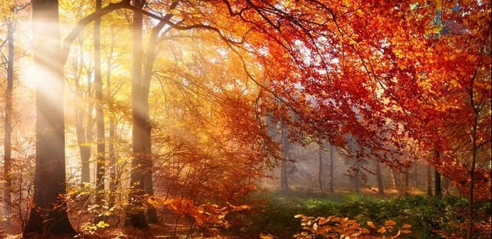 Framed Print : Autumn in the forest, sunrays fall through mist and a beautiful red tree