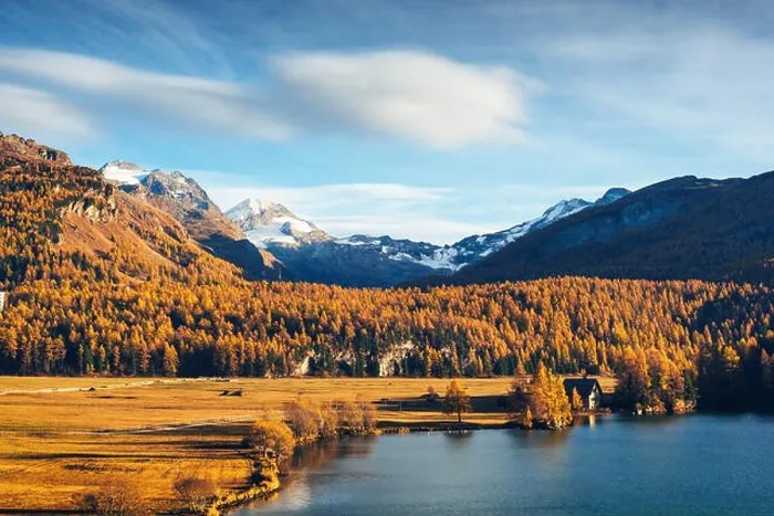 Framed Print : Autumn lake Sils (Silsersee) in Swiss Alps mountains. Snowy peaks and orange trees on background. Switzerland, Maloja region, Upper Engadine Framed Print : Autumn lake Sils (Silsersee) in Swiss Alps mountains. Snowy peaks and orange trees on background. Switzerland, Maloja region, Upper Engadine