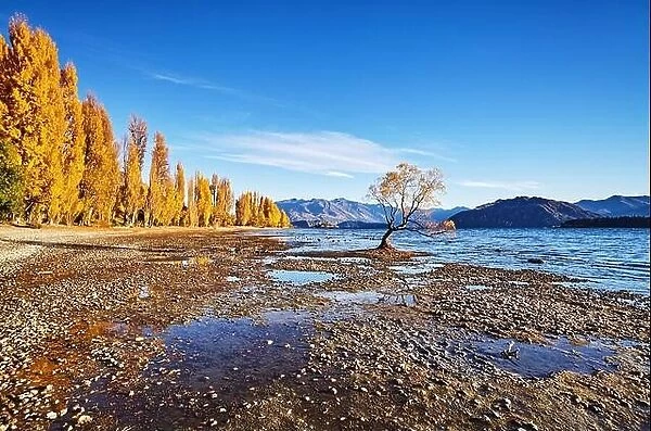 Autumn landscape, lake Wanaka, New Zealand. Lonely Tree at low water level