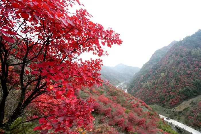 Framed Print : Autumn in Lushi County of Henan Province, China Framed Print : Autumn in Lushi County of Henan Province, China
