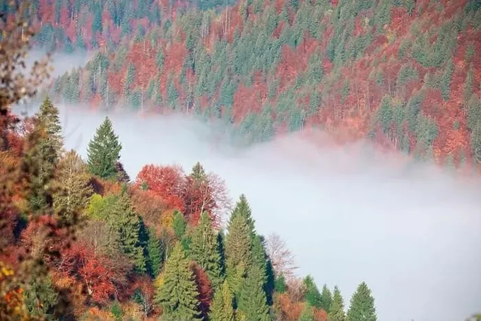 Framed Print : Autumn mountain forest in the fog at dawn drone view Framed Print : Autumn mountain forest in the fog at dawn drone view