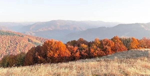 Autumn mountains panorama with orange forest and yellow grass. Landscape photography