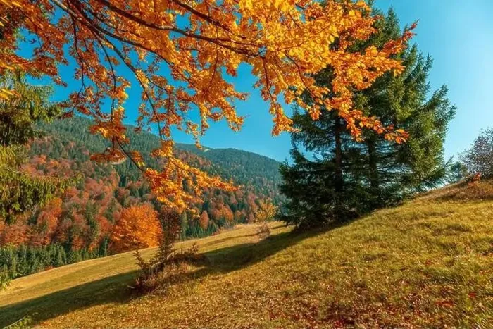 Framed Print : Autumn in the mountains. View of the mountains in autumn. Beautiful nature landscape. Carpathian mountains Framed Print : Autumn in the mountains. View of the mountains in autumn. Beautiful nature landscape. Carpathian mountains