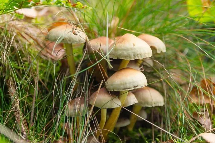 Framed Print : Autumn scene with a little spider on Sulphur Tuft mushrooms in a forest, Veluwe, the Netherlands Framed Print : Autumn scene with a little spider on Sulphur Tuft mushrooms in a forest, Veluwe, the Netherlands