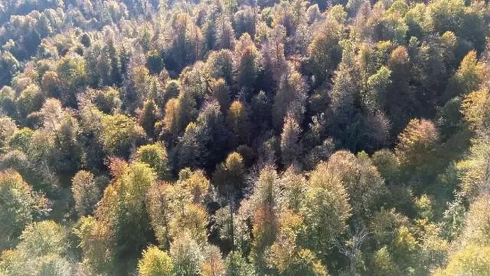 Framed Print : Autumn season forest from above