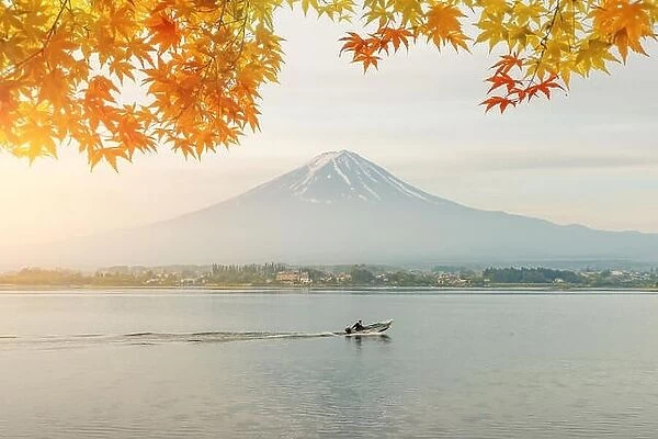 Autumn season and mountain Fuji in morning with red leaves maple at lake Kawaguchi, Japan. Autumn season in Japan
