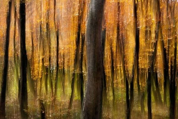Autumn Tree Blur on Mountains-to-Sea Trail, near Craggy Gardens - Asheville, North Carolina, USA