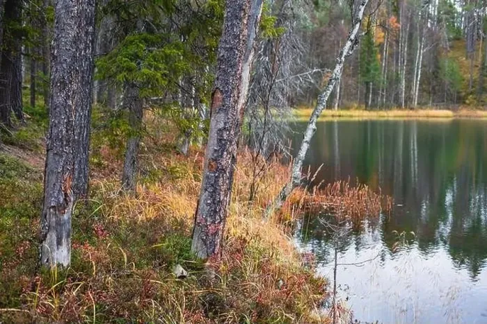 Framed Print : Autumn view of Oulanka National Park Framed Print : Autumn view of Oulanka National Park